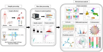 Research progress of single-cell sequencing in tuberculosis